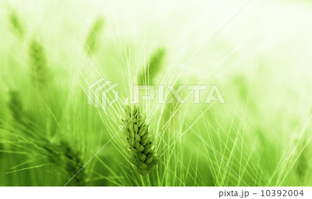 Wheat field 10392004