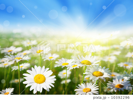 field of daisy flowers 10392296