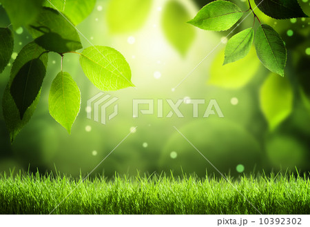 Spring forest  background 10392302