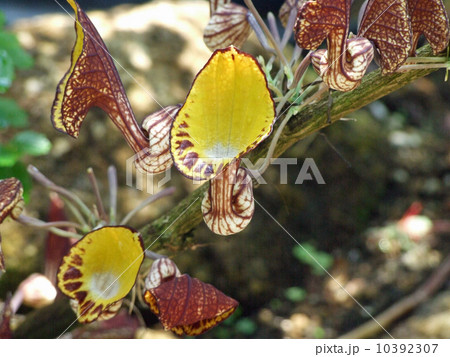 アリストロキア 10392307