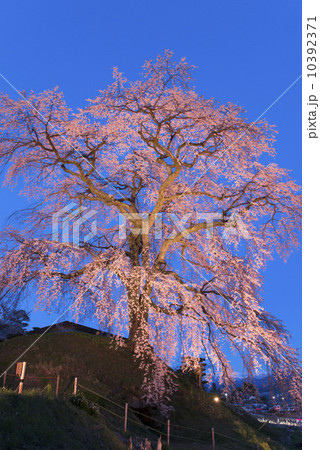 黄昏の空にライトアップされた枝垂れ桜 黄昏の空にライトアップされた枝垂れ桜 10392371