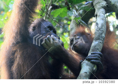 オランウータン 10392380