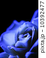 紫のバラ 10392477