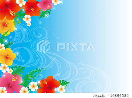 ハイビスカス 10392586