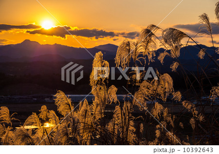 夕日とススキ 夕日とススキ 10392643