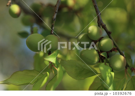 自然　植物　わずかに色づく梅の果実 10392676