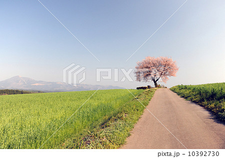 一本桜 一本桜 10392730