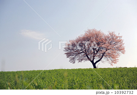 一本桜 一本桜 10392732