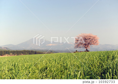 一本桜 10392733
