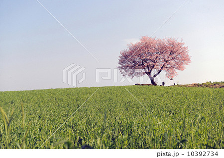 一本桜 10392734