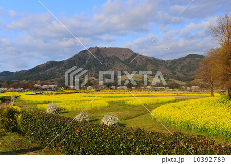 上堰潟公園の菜の花畑 10392789