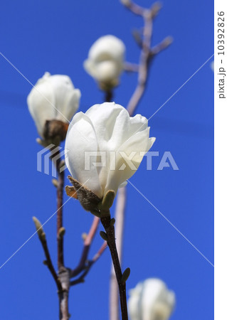 白色の木蓮の花と青空 白色の木蓮の花と青空 10392826