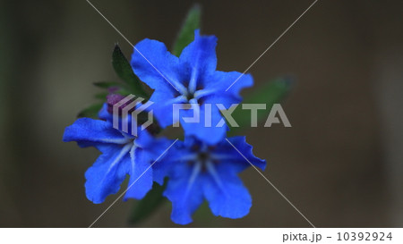 自然 植物 鮮やかなブルーが美しいホタルカズラの花 自然 植物 鮮やかなブルーが美しいホタルカズラの花 10392924