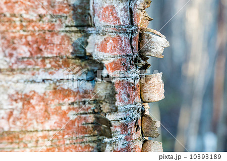 Woodchips on dead tree Woodchips on dead tree 10393189