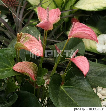 アンスリウム・アンドレアナム 10393381