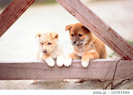 かわいい子犬 10393466