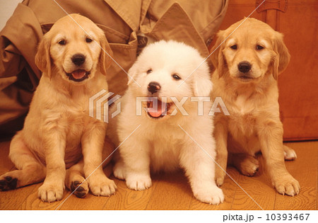 かわいい子犬 10393467