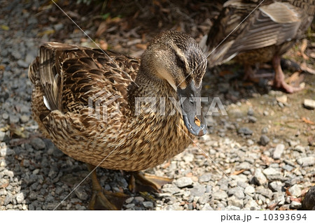 鴨 10393694