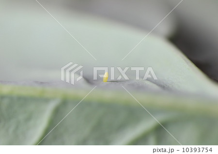 モンシロチョウの卵 10393754