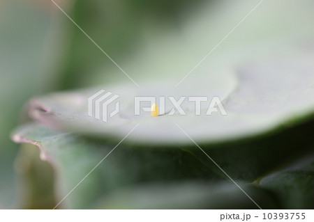 モンシロチョウの卵 10393755