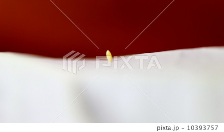 モンシロチョウの卵 10393757