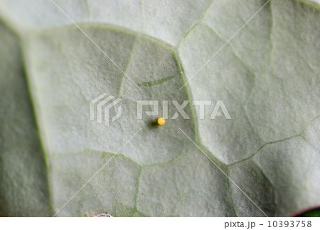 モンシロチョウの卵 10393758