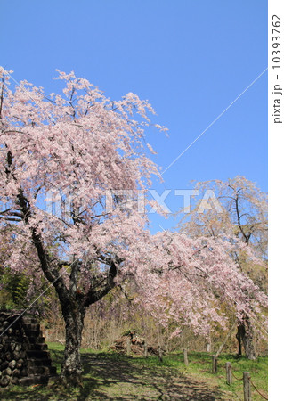 枝垂桜 10393762
