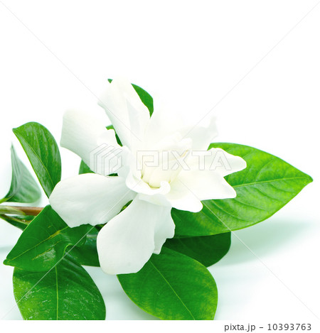 Gardenia 10393763