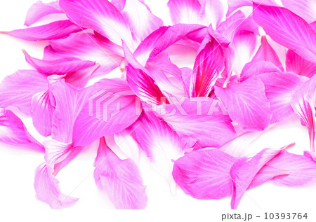 Bauhinia purpurea 10393764