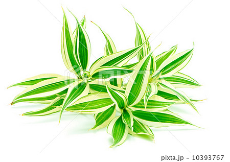 Dracaena 10393767
