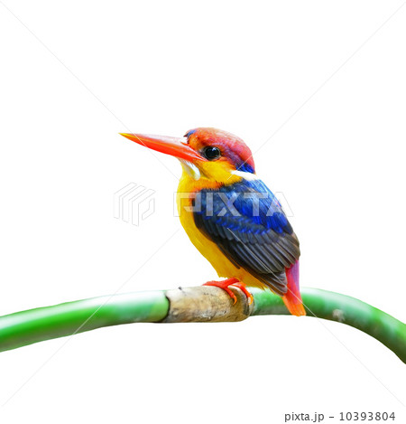 Black-backed Kingfisher 10393804