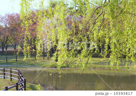 水温む春！新緑のシダレヤナギ 10393817