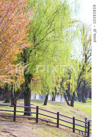 新緑のシダレヤナギ 10393839