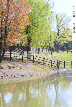 水温む春!新緑のシダレヤナギ 水温む春!新緑のシダレヤナギ 10393840