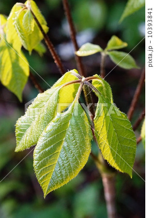 こしあぶら こしあぶら 10393841