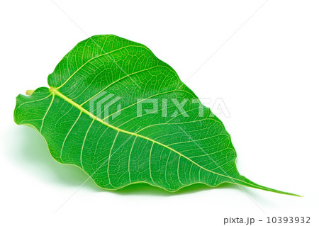 Sacred Fig Sacred Fig 10393932