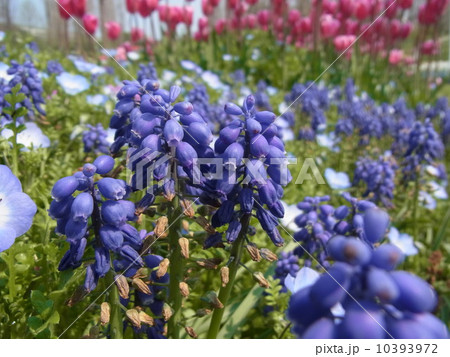 ムスカリ（国営明石海峡公園にて） 10393972