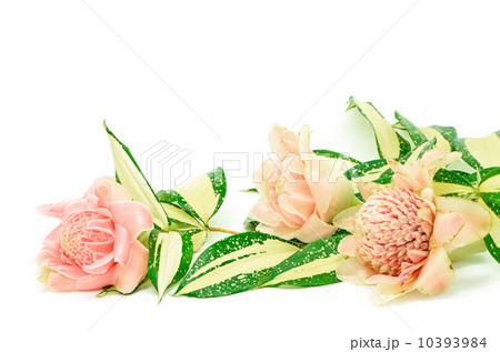 Torch Ginger 10393984