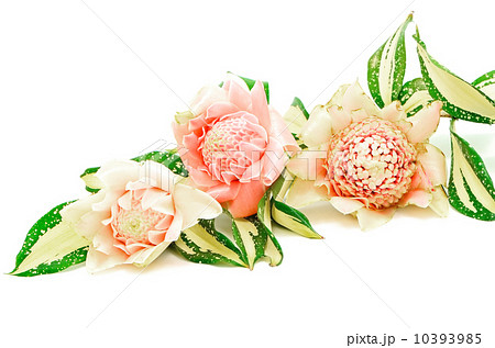 Torch Ginger 10393985