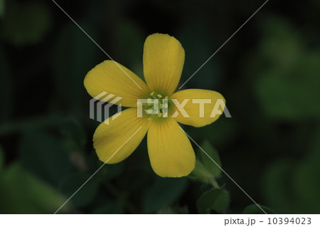 自然　植物　近づいてみると結構きれいなカタバミの花 10394023