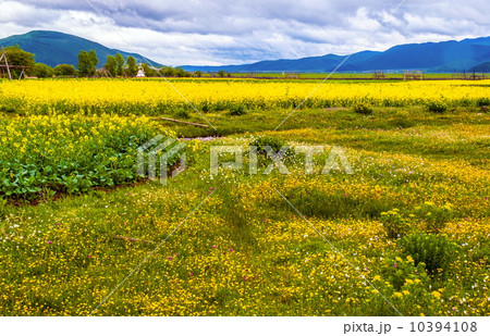 Yunnan scene-Cole flowers in Tibetan region Yunnan scene-Cole flowers in Tibetan region 10394108