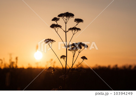 Field of milfoil grass during summer sunset Field of milfoil grass during summer sunset 10394249