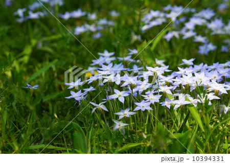4月花　ハナニラ・ユリ科40 10394331