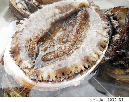 天然アワビ 天然アワビ 10394354