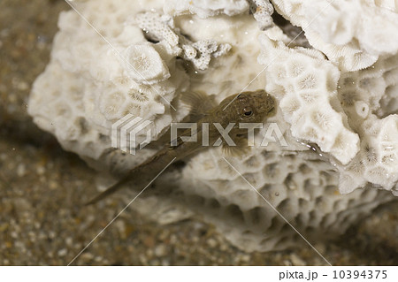 ミナミトビハゼ 10394375