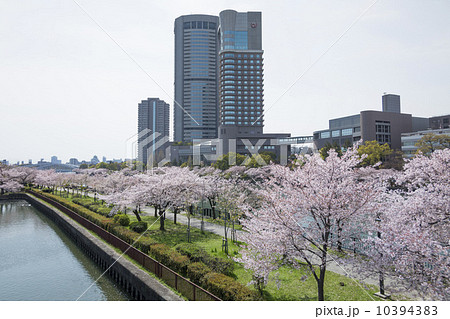大川の桜と大阪アメニティーパーク 10394383
