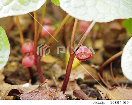 フタバアオイ 10394460