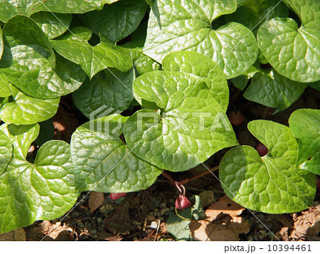 フタバアオイ 10394461