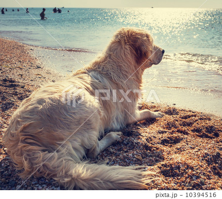 Retriever 10394516