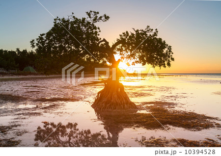 Mangroves Mangroves 10394528